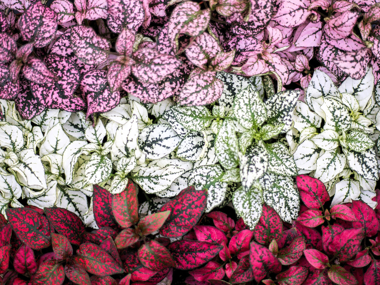 10 Dwarf Mixed Colors POLKA DOT PLANT Red Pink White Rose Splash Select Hypoestes Phyllostachya Flower Houseplant Seeds