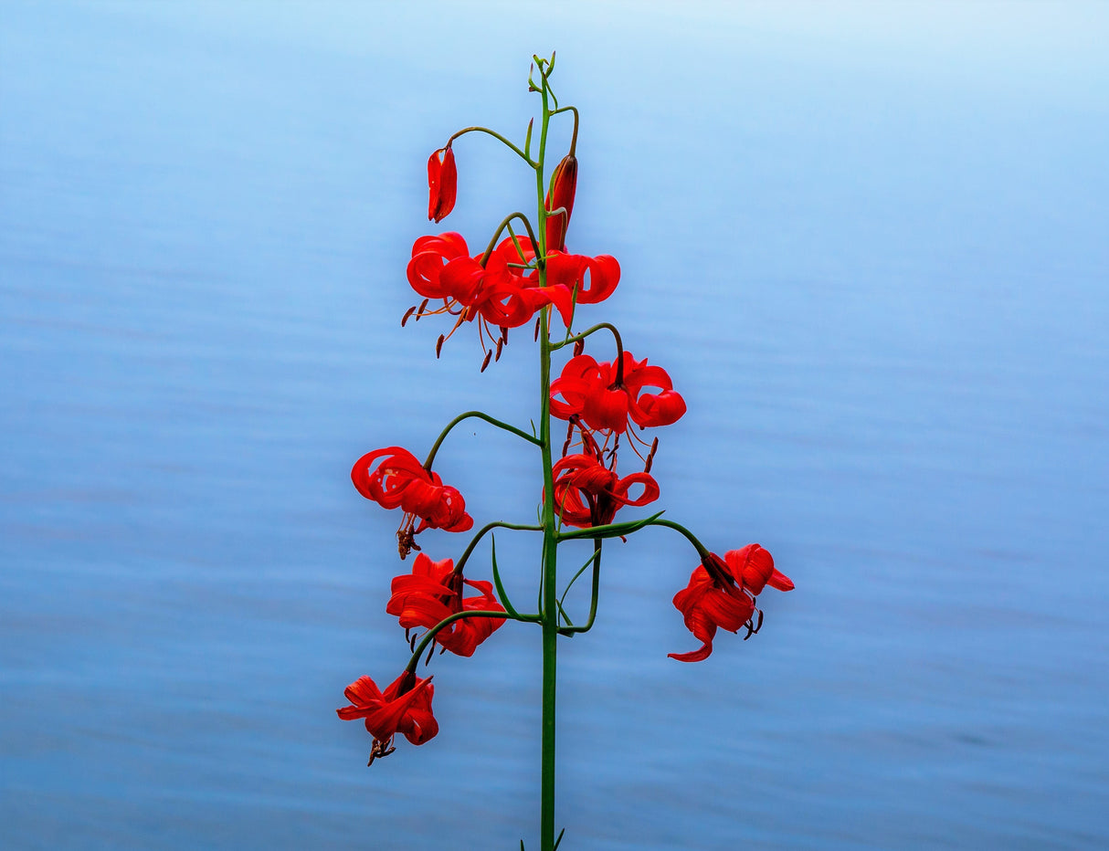 10 CORAL LILY Siberian Turk's Cap Lilium Pumilum Coral Red Fragrant Flower Seeds