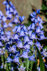 10 WOOD HYACINTH Mixed Colors English Woodland Spanish Bluebell Scilla Campanulata Hyacinthoides Hispanica Pink Purple White Flower Seeds