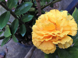 50 YELLOW CARNATION Dianthus Caryophyllus Grenadin Double Flower Seeds