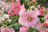 25 PALE PINK HOLLYHOCK Light Alcea Rosea Flower Seeds Perennial