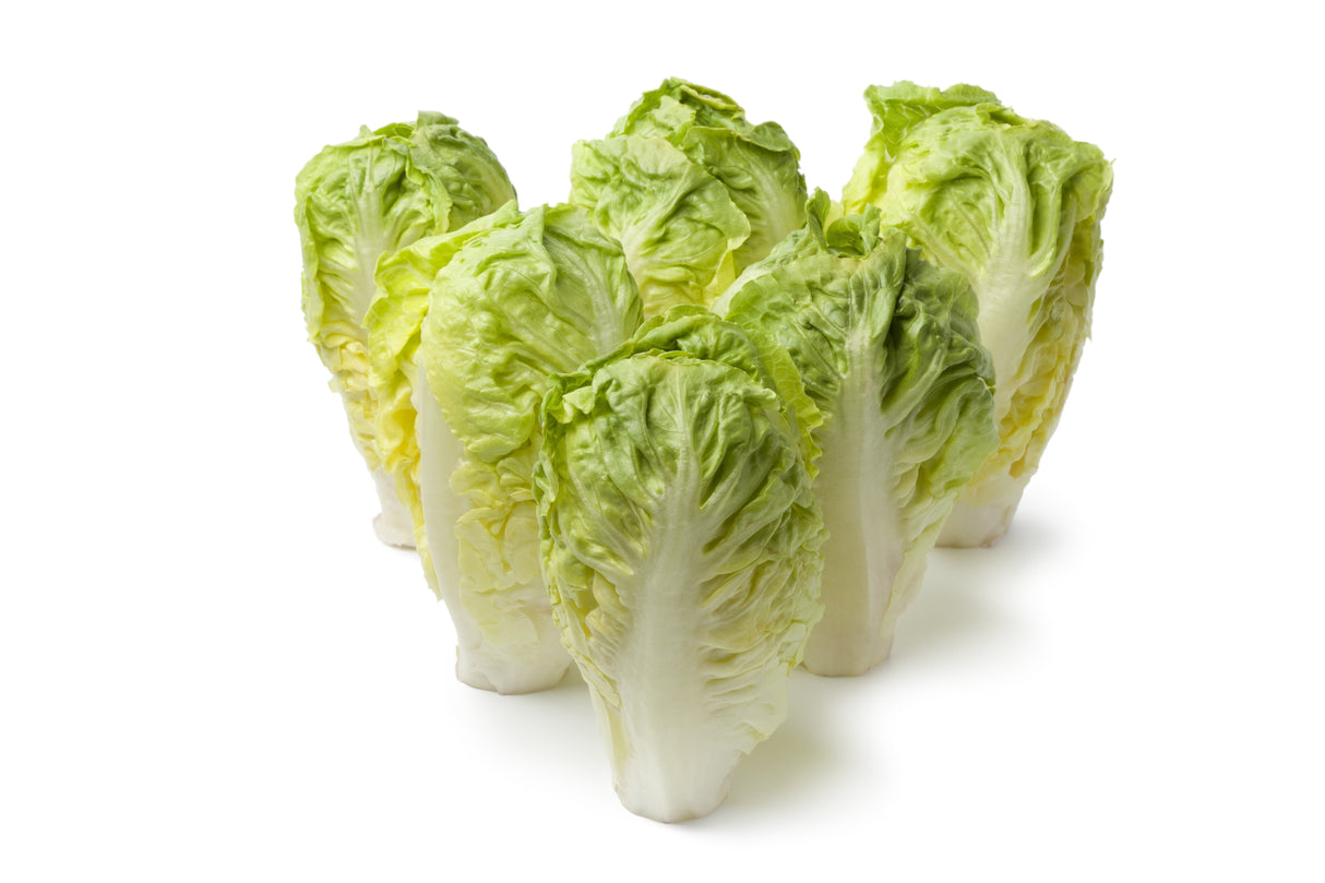3000 LITTLE GEM LETTUCE Small Romaine Butterhead Lactuca Sativa Vegetable Seeds