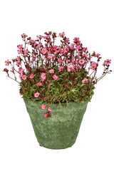 50 ROSE ROBE SAXIFRAGA Arendsii Mossy Rockfoil Evergreen Flower Seeds