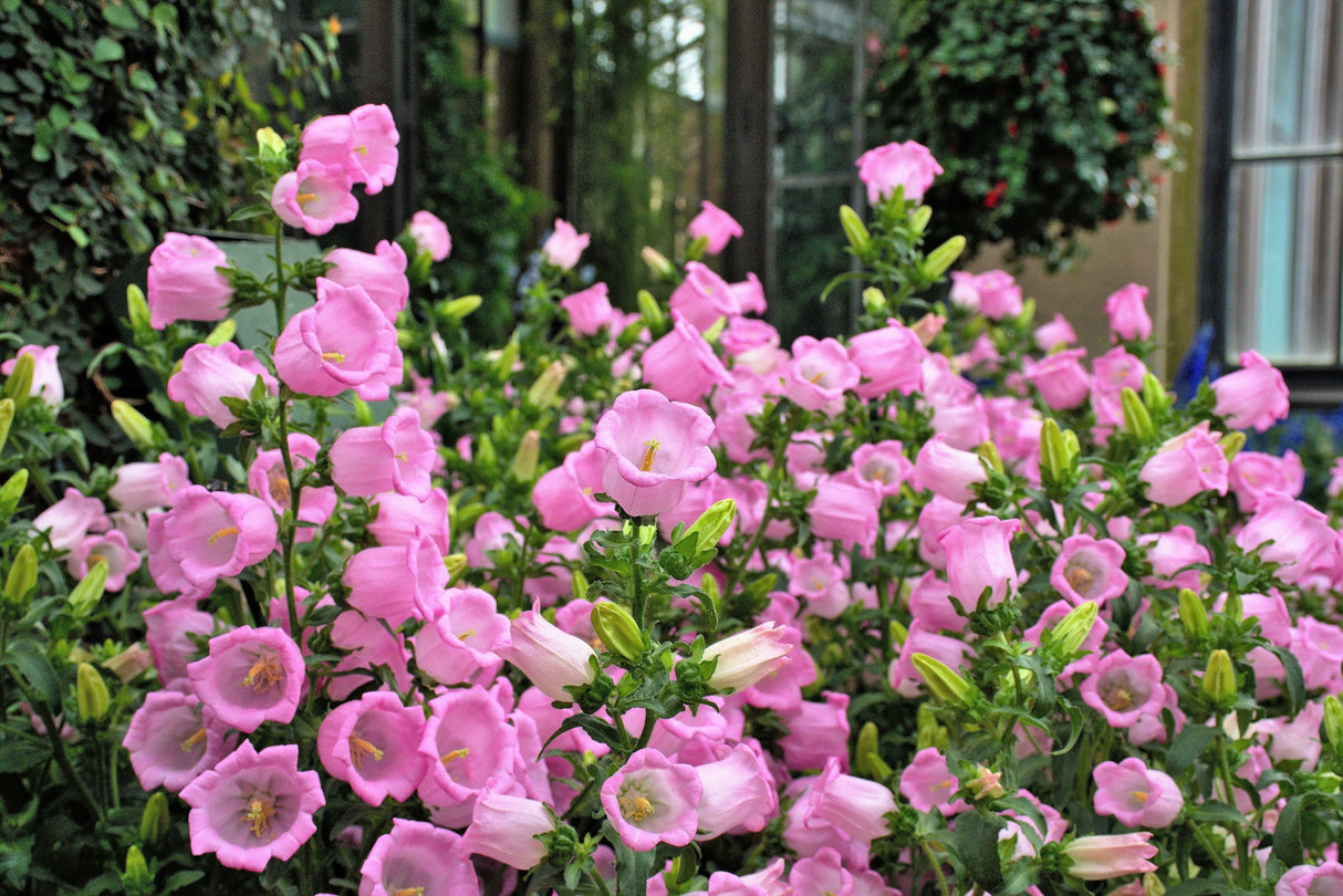 200 Rose Pink CANTERBURY BELLS - CAMPANULA Medium Flower Seeds