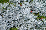 300 SILVERDUST DUSTY MILLER Cineraria Maritima Jacobaea Senecio Flower Seeds
