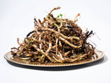 25 WILD GINGER Asarum Canadense Canadian Heart Snakeroot Flower Herb Seeds