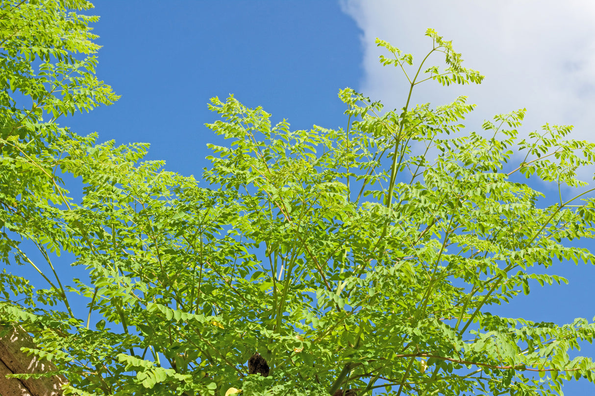 10 Flowering DRUMSTICK TREE Moringa Oleifera Seeds (Miracle Tree / Ben Oil Tree)