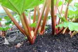 25 GLASKINS PERPETUAL RHUBARB (Pieplant) Rheum Rhabarbarum Fruit Vegetable Seeds