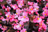 25 WAX MIXED BEGONIA Semperflorens Fibrous Mixed Colors Red Pink White Two Tone Shade Flower Seeds