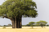 5 African BAOBAB TREE Adansonia Digitata Monkey Bread Judas Fruit Seeds