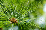 20 Cyperus PAPYRUS Paper Reed Water Plant Egyptian Nile Grass Yellow Flower Seeds