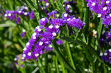 50 Purple STATICE / SEA LAVENDER Limonium Sinuatum Flower Seeds