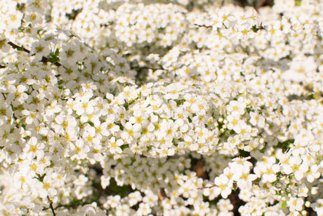 50 White CHINESE SPIREA Spiraea Chinensis Meadowsweet Flower Bush Shrub Seeds