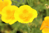 1000 DWARF Yellow CALIFORNIA Tufted POPPY Eschscholzia Caespitosa Flower Seeds