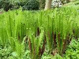 1000 + SENSITIVE FERN Onoclea Sensibilis aka Bead or Sympathy Fern Spores Seeds