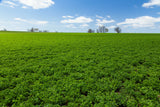 100 CIMARRON ALFALFA Medicago Sativa Ground Cover Forage Purple Flower Seeds