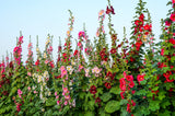 50 Mixed Colors HOLLYHOCK KING HENRY VIII Mix Alcea Rosea Flower Seeds