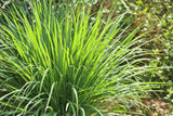 100 LEMONGRASS East Indian Lemon Grass Fragrant Ornamental Edible Cymbopogon Flexuosus Seeds