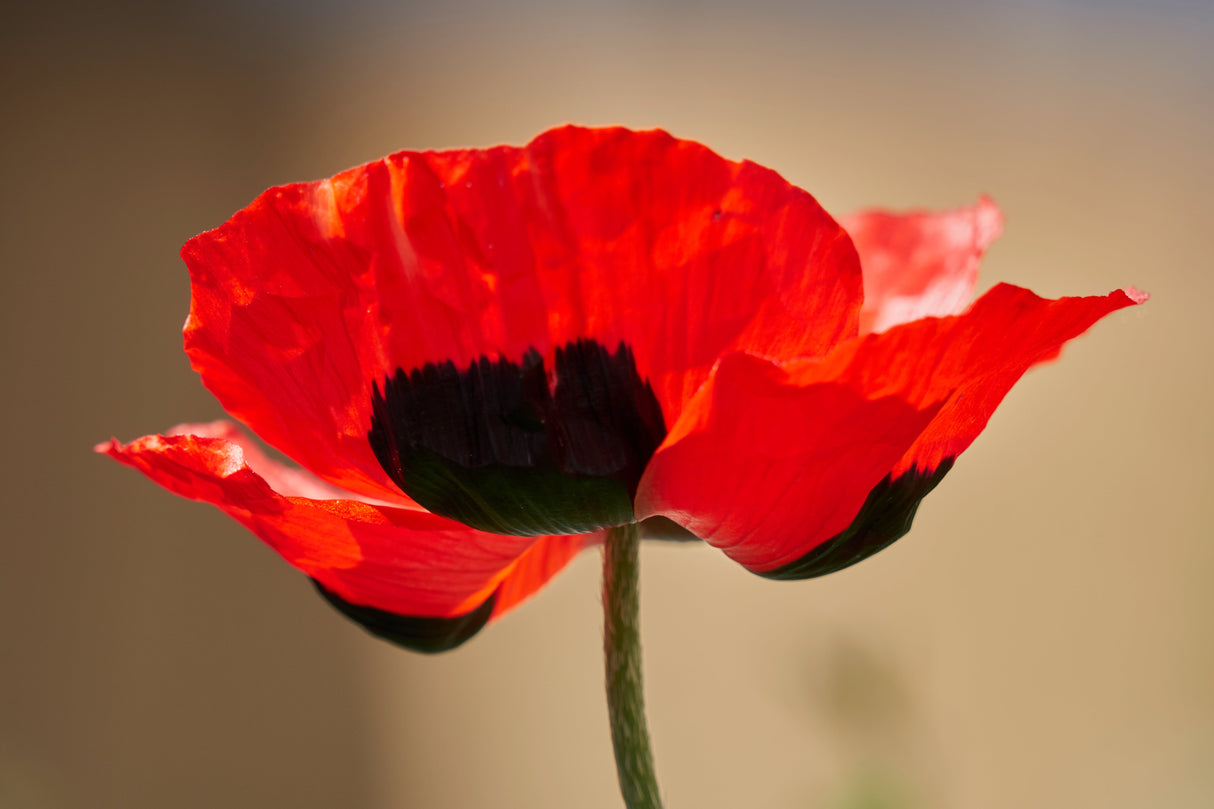 100 RED TURKISH POPPY Heirloom Papaver Somniferum Flower Seeds