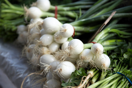 500 Crystal White WAX PEARL ONION Allium Cepa Vegetable Seeds