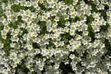 50 IRISH MOSS Groundcover Heath Pearlwort Sagina Subulata White Flower Seeds