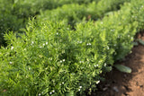 100 BLACK LENTIL Bush Lens Culinaris Vegetable Legume Sprouts Seeds