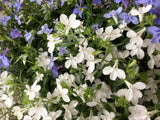 200 WHITE LOBELIA REGATTA Erinus Flower Seeds