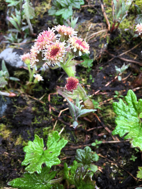 100 ARCTIC SWEET COLTSFOOT Petasites Frigidus Sun Shade Moist White Pink Flower Herb Seeds