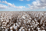 25 WHITE COTTON Gossypium Hirsutum Plant Seeds