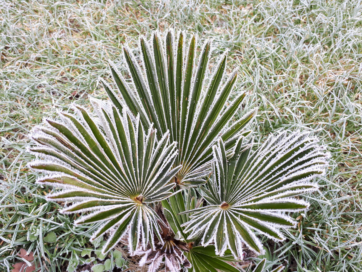 10 WAGNER WINDMILL PALM Dwarf Chusa Trachycarpus Fortunei Wagnerianus Tree Houseplant Seeds