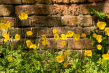20 Yellow WELSH POPPY Meconopsis Papaver Cambricum Perennial Shade Flower Seeds