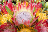 5 SUGARBUSH PROTEA Repens Yellow & Pink Huge Flower Seeds