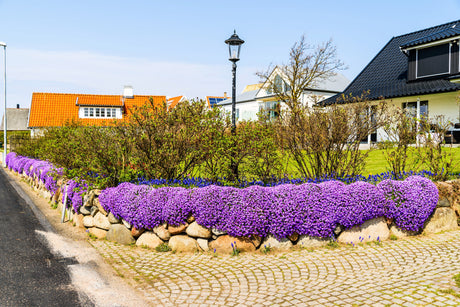 500 PURPLE ROCKCRESS Rock Cress Aubrieta Deltoidea Flower Seeds