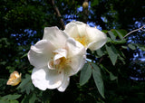 10 WHITE JAPANESE ROSE Rosa Rugosa Alba Bush Rugosa Rose Flower Seeds