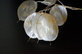 100 LUNARIA Biennis ( MONEY PLANT / Silver Dollar / Honesty / Moonwort / L Annua ) Flower Seeds