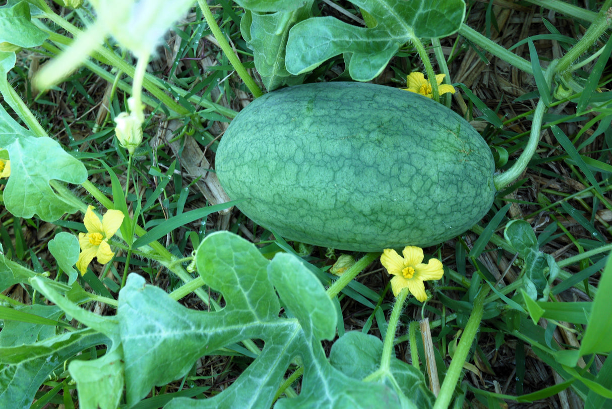 50 CONGO WATERMELON Red Citrullus Lanatus 40 lb AAS Winner Fruit Melon Seeds