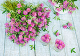 1500 RED CLOVER Monarchs Trifolium Pratense Rose Mauve Flower Ground Cover Seeds