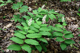 10 SOLOMON'S SPIKE White Western False Seal Maianthemum Racemosum Flower Seeds