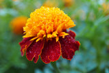 250 DWARF DOUBLE MARIGOLD ' Orange Flame ' Tagetes Patula French Red Flower Seeds