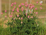 50 PINK SAINFOIN Common Onobrychis Viciifolia Holy Clover Legume Ground Cover Forage Flower Seeds