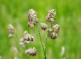 3000 QUICKDRAW ORCHARDGRASS Cat Grass Petgrass Cocksfoot Cool-Season Sun or Shade Dactylis GlomerataPerennial Bunchgrass Quick Draw Grass Seeds