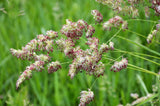3000 QUICKDRAW ORCHARDGRASS Cat Grass Petgrass Cocksfoot Cool-Season Sun or Shade Dactylis GlomerataPerennial Bunchgrass Quick Draw Grass Seeds