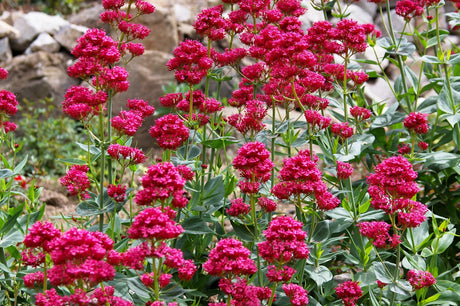 50 RED JUPITER'S BEARD Valerian Keys of Heaven Centranthus Ruber Flower Seeds