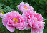 10 TREE PEONY Mountain Paeony Paeonia Suffruticosa Arborea Mixed Colors Red Pink White Purple Yellow Bicolor Flower Shrub Seeds