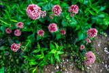 75 RED SWAMP MILKWEED Asclepias Incarnata Flower Seeds