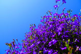 200 Lavender & White MRS CLIBRAN LOBELIA Erinus Flower Seeds