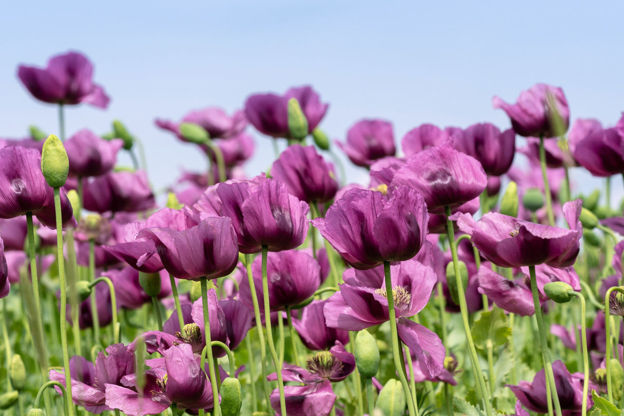 1000 HUNGARIAN BREADSEED POPPY Papaver Somniferum Purple Blue Flower Seeds