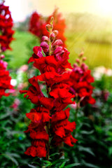 250 RUBY RED SNAPDRAGON Antirrhinum Majus Flower Seeds