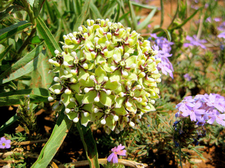 20 Green SPIDER MILKWEED Asclepias Viridis White Purple Monarch Flower Seeds