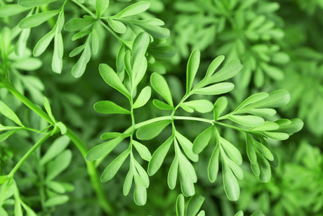 50 YELLOW RUE Herb of Grace Common Ruta Graveolens Fragrant Evergreen Flower Seeds